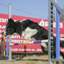 Adiestrador Canino Área Jerez. Video project by Cristina Martín - 10.22.2017