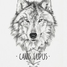 CANIS LUPUS. Traditional illustration project by miguel sastre - 08.30.2017
