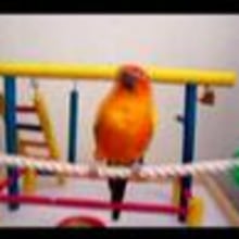 Chiki Chiki: Los pájaros también perrean. Música, e Pós-produção fotográfica projeto de angel_ordonez_varela - 15.11.2017