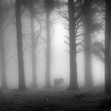 Reportaje caballos en la niebla. Fotografia projeto de Alex Blanco Asencio - 30.12.2016