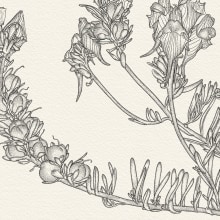 Botanic illustrations. Traditional illustration project by Daniel Belchí - 12.01.2017