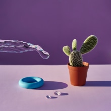 Cactus. Fotografia projeto de suricatophoto - 28.02.2018