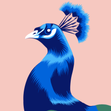 Peacock Vector Illustration. Un proyecto de Ilustración vectorial de Alessandra Stanga - 12.03.2018