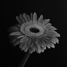 Flores. Un proyecto de Fotografía, Iluminación fotográfica y Fotografía de estudio de Martin Varela - 24.05.2018