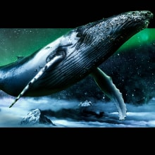 Whale whale whale.. Direção de arte, e Retoque fotográfico projeto de Inti Ruiz - 24.06.2018