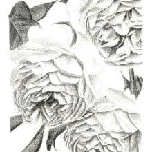 ...roses.... Un proyecto de Ilustración, Bellas Artes, Bocetado, Creatividad, Dibujo a lápiz y Dibujo de Helena de la Cruz - 04.07.2018