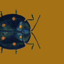 Beetle sale de paseo. Ilustração digital projeto de Melhinda Hell Heaven - 07.07.2018