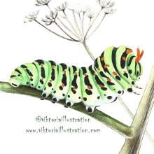 Oruga Machaon . Traditional illustration project by Viktoria Schmidt - 10.03.2018