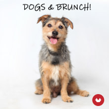 Dogs & Brunch. Consultoria criativa, Gestão de design, e Marketing projeto de Diego Saca Palao - 07.01.2019