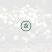 Marca "gardenia" - Jardín Botánico. Un proyecto de Br e ing e Identidad de Ángela Fernández García - 09.01.2019