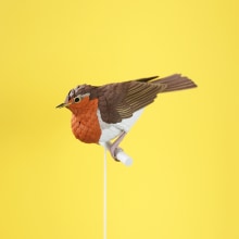 European robin. . Photograph, Character Design, Paper Craft, Character Animation, and Product Photograph project by Diana Beltran Herrera - 01.30.2019