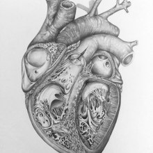 Corte transversal de Corazón Humano. Un proyecto de Ilustración tradicional de Andrés Rodriguez Ramirez - 11.07.2018