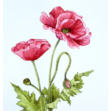 Mi Proyecto del curso: Ilustración botánica con acuarela Amapola. Un proyecto de Diseño de Silvana Arrigoni - 20.03.2019