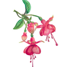 mi proyecto curso ilustración botánica con acuarela. Un proyecto de Pintura a la acuarela de frantoral - 08.04.2019