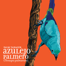 Calendario Aves de Medellín. Un proyecto de Ilustración tradicional, Diseño editorial y Diseño gráfico de Carlos J Roldán - 16.10.2017