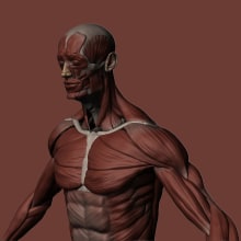 Estudio anatómico de ecorché masculino modelado 3D. Un proyecto de 3D y Modelado 3D de ismael_panadero - 27.04.2019