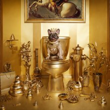 Golden Dog. Photo Retouching project by Carlos Jimenez Varela - 05.04.2018