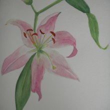 Lilys:  Ilustración Botánica en Acuarela. Un proyecto de Ilustración tradicional de Verónica Chauvet - 05.06.2019