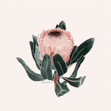 Protea: proyecto de ilustración botánica Canela studio. Un proyecto de Ilustración tradicional de darleneboza - 03.07.2019