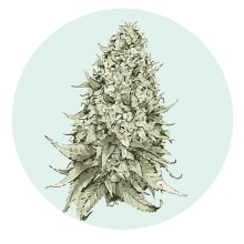 cannabis oil. Design gráfico, e Packaging projeto de lenys lópez - 10.08.2019