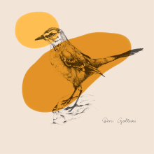Aves de la Patagonia. Un proyecto de Ilustración tradicional, Bellas Artes, Diseño gráfico, Dibujo a lápiz y Dibujo realista de Daniela Galliski - 06.05.2019