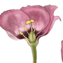 Mi Proyecto del curso: Ilustración botánica con acuarela. Un proyecto de Ilustración tradicional y Pintura a la acuarela de Adriana Muñoz Laverde - 09.09.2019