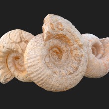 Ammonite Fossils - Photogrammetry Scans. Un proyecto de 3D, Fotografía de producto, Modelado 3D, Videojuegos y Unit de Pablo José de Andrés Martín - 21.08.2019