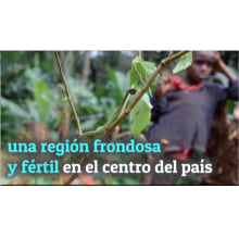 MOSHI (II): Materuni, la tribu Chagga y el cultivo del caféNuevo proyecto. Un proyecto de Stor y telling de Natalia Luppens Alvarez - 21.10.2019
