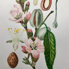 Ilustración botánica con acuarela. Un proyecto de Ilustración tradicional de Regina von Reitzenstein - 29.10.2019
