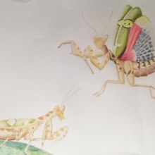 Ilustración Mantis. Ilustração tradicional projeto de María Ortiz - 07.11.2018