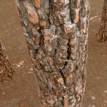 Pine Tree Bark - Photogrammetry Material. Un proyecto de 3D, Videojuegos, Diseño 3D y Diseño de videojuegos de Pablo José de Andrés Martín - 30.01.2020