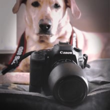 Mi Proyecto del curso: Introducción a la fotografía de perros. Photograph, Portrait Photograph, Studio Photograph, Digital Photograph, and Outdoor Photograph project by Marina Quilon - 02.18.2020