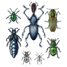 Coleoptera Ein Projekt aus dem Bereich Traditionelle Illustration, Aquarellmalerei und Botanische Illustration von Yahir Esquivel - 10.02.2020