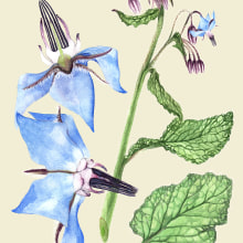 Mi Proyecto del curso: Ilustración botánica con acuarela. Un proyecto de Ilustración tradicional e Ilustración botánica de Dolors Quiles Giner - 10.04.2020