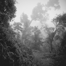 Mystic Jungle. Un proyecto de Fotografía en exteriores de Mélanie Rhéaume - 10.04.2020