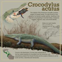 Mi Proyecto del curso: Ilustración American Crocodile con Procreate. Infografia, Ilustração digital, e Desenho artístico projeto de Eduardo Montes Pabon - 15.04.2020