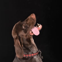 Mi Proyecto del curso: Introducción a la fotografía de perros. Un proyecto de Fotografía, Fotografía de retrato y Fotografía digital de Sandy Colter - 28.04.2020