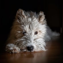 Mi Proyecto del curso: Introducción a la fotografía de perros. Un proyecto de Fotografía de romero.roberto21 - 29.04.2020