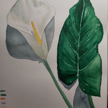 Proyecto de curso: Una cala blanca. Un proyecto de Ilustración botánica de Araceli Rivadulla - 30.04.2020