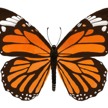 Mariposa monarca. Digital Drawing project by Kerstin García - 01.14.2018