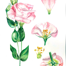 My project in Botanical Illustration with Watercolors course. Un proyecto de Ilustración tradicional de Yuliya Chernova - 29.03.2020