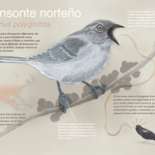My project in Naturalist Animal Illustration with Procreate course. Un proyecto de Ilustración digital de M IJ - 12.05.2020