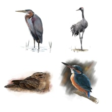 European Breeding Birds Atlas. Traditional illustration, and Digital Illustration project by Javier Lázaro - 05.13.2018