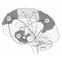 Vectorial brain conections. Ilustração vetorial e Ilustração digital projeto de Javier Lázaro - 01.09.2019