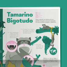 Tamarino Bigotudo. Traditional illustration, Information Design, Infographics, and Digital Illustration project by Isabel Margarita Méndez - 05.21.2020
