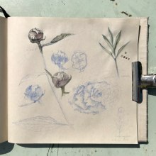 Mi Proyecto del curso: Cuaderno botánico en acuarela. Ilustração botânica projeto de miriam_maria_st - 23.05.2020