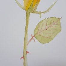 My project in Botanical Illustration with Watercolors course. Un progetto di Pittura ad acquerello di Georgina Brooke - 27.06.2020