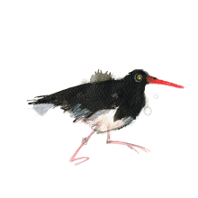 Coastal Birds. Traditional illustration project by Laura McKendry - 06.28.2014