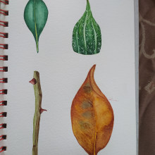 My project in Botanical Illustration with Watercolors course. Watercolor Painting, and Botanical Illustration project by Debora Calzaccia - 07.07.2020
