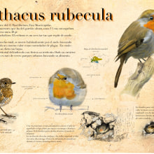 Mi Proyecto del curso: Ilustración naturalista de animales con Procreate. Un proyecto de Ilustración tradicional de Juan Reyes Ruiz - 28.07.2020